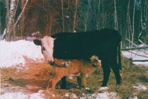 Cow and her baby